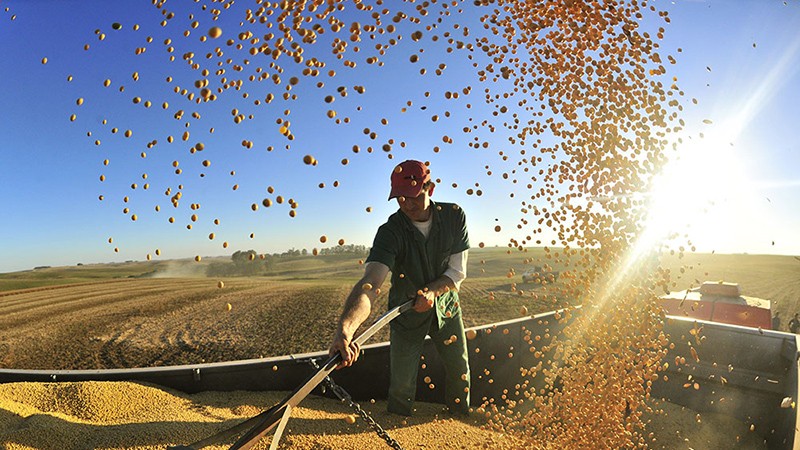Imagem Ilustrando a Notícia: Prazo para cadastro de produtores de soja termina nesta segunda