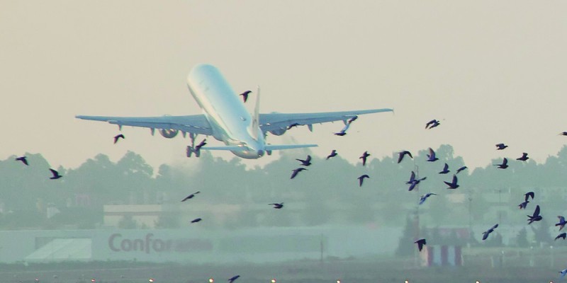 Imagem Ilustrando a Notícia: Urubus causam riscos a segurança de passageiros de aeroporto