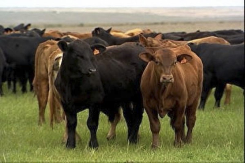Imagem Ilustrando a Notícia: Mercado de sêmen  bovino amplia vendas