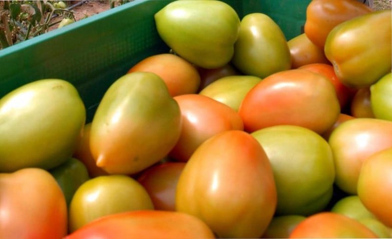 Imagem Ilustrando a Notícia: Goiânia sedia maior evento do setor de tomate industrial da América Latina