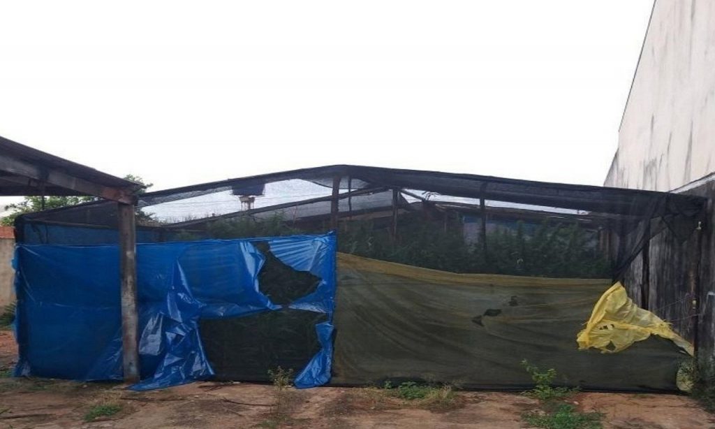 Imagem Ilustrando a Notícia: CPE localiza plantações de maconha em Anápolis e Ipameri