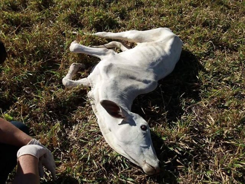 Imagem Ilustrando a Notícia: Agrodefesa do Estado de Goiás confirma morte animal por raiva
