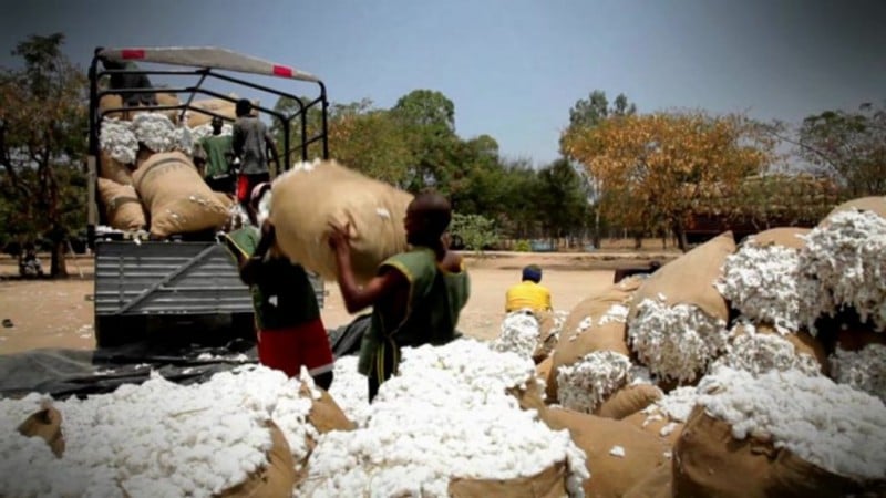 Imagem Ilustrando a Notícia: Países se unem para promover cadeia do algodão