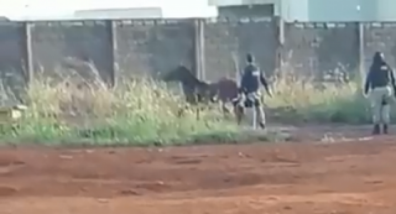 Imagem Ilustrando a Notícia: PRF sacrifica cavalos na pista e caso gera revolta