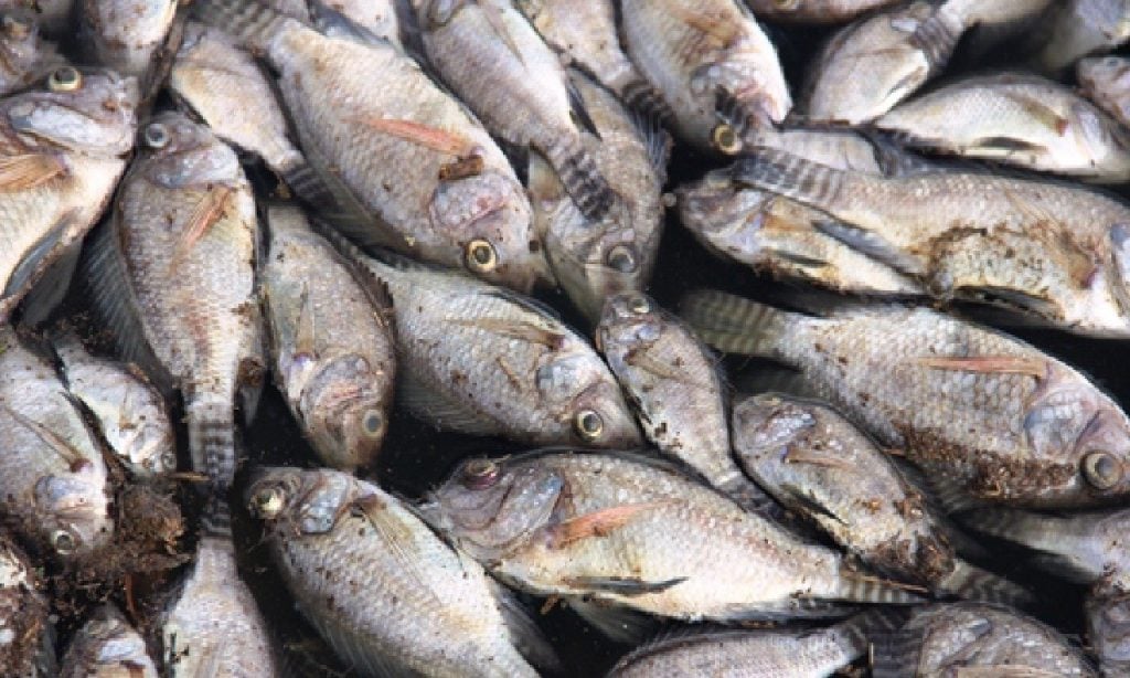 Imagem Ilustrando a Notícia: Semad proíbe pesca no Rio Araguaia após morte em massa de peixes