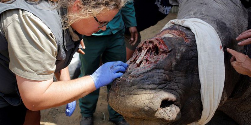 Imagem Ilustrando a Notícia: ONG critica China por comércio de chifre de rinoceronte