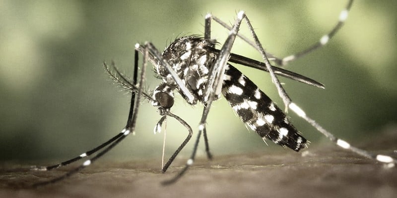 Imagem Ilustrando a Notícia: SMS reforça as rede de saúde para atender os casos de dengue da Capital
