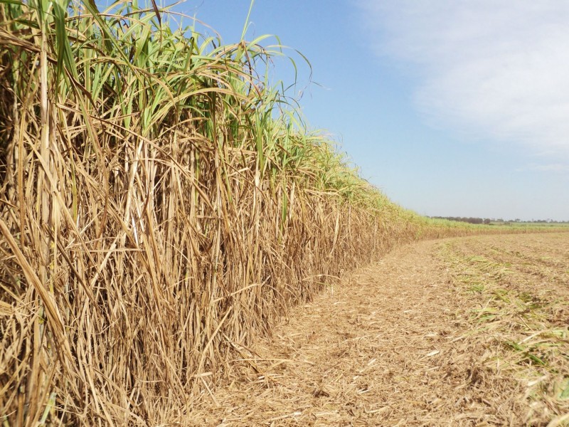 Imagem Ilustrando a Notícia: Cana-de-açúcar brasileira pode chegar a 646 milhões de toneladas produzidas