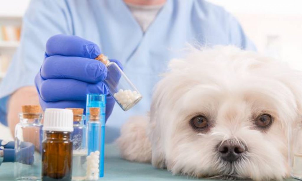 Imagem Ilustrando a Notícia: Aprovado projeto que obriga recolhimento de medicamentos veterinários em desuso