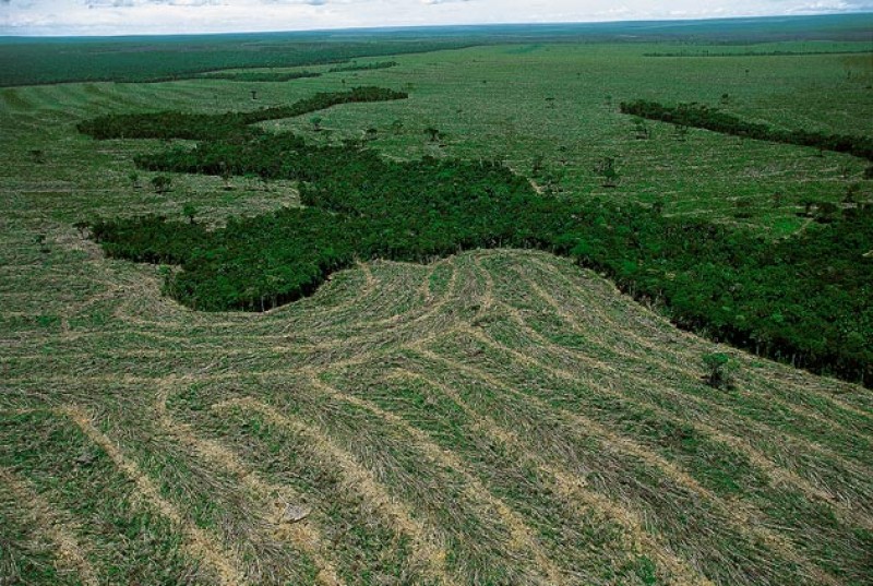 Imagem Ilustrando a Notícia: Com R$ 5 bi por ano seria possível zerar desmatamento no Brasil