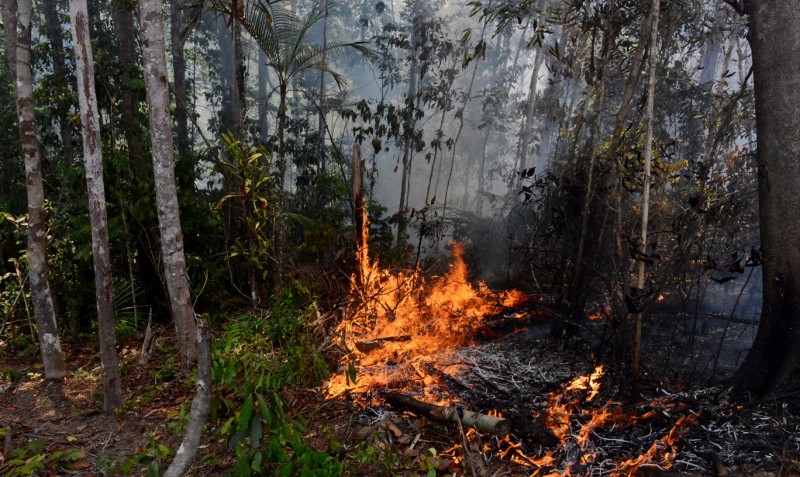 Imagem Ilustrando a Notícia: Incêndios na Amazônia prejudicam projetos para reduzir emissões de carbono
