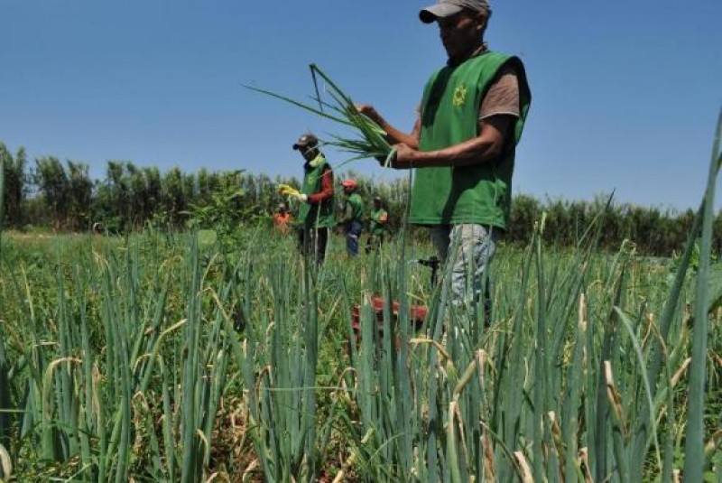 Imagem Ilustrando a Notícia: Agropecuária gerou mais de 36 mil novos postos de trabalho no mês de junho