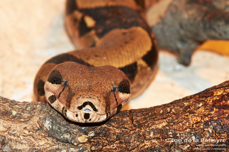 Imagem Ilustrando a Notícia: Criar cobras exige cuidados