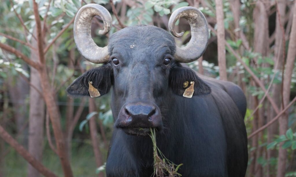 Imagem Ilustrando a Notícia: Produtor é notificado para retirar búfalos de território Kalunga