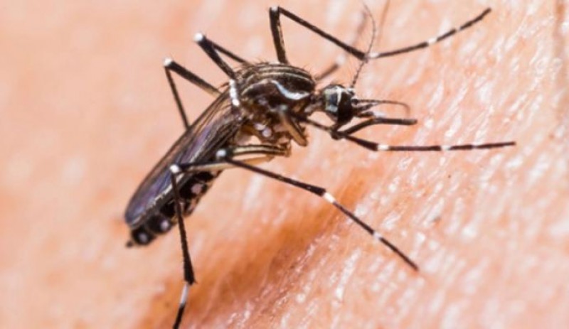 Imagem Ilustrando a Notícia: Imunidade adquirida pelo vírus da dengue pode proteger contra o da zika