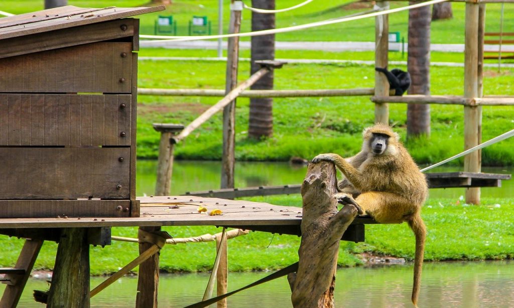 Imagem Ilustrando a Notícia: Zoológico de Goiânia fará live dos animais neste sábado (30)