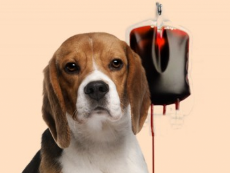 Imagem Ilustrando a Notícia: Banco de Sangue Pet precisa de doadores