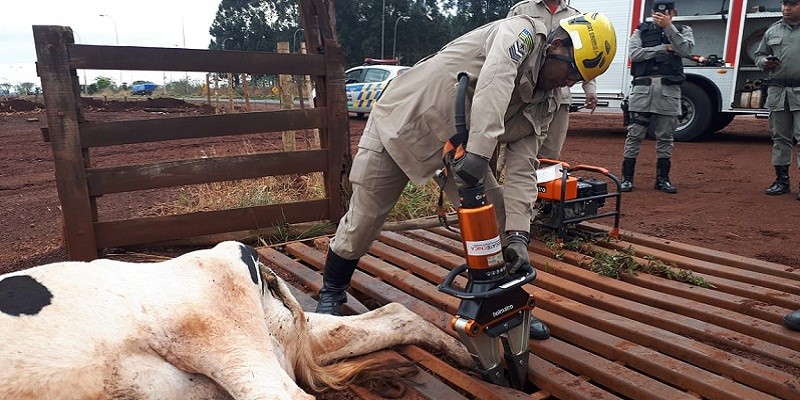 Imagem Ilustrando a Notícia: Vaca fica com pata traseira presa em mata-burro em Jataí