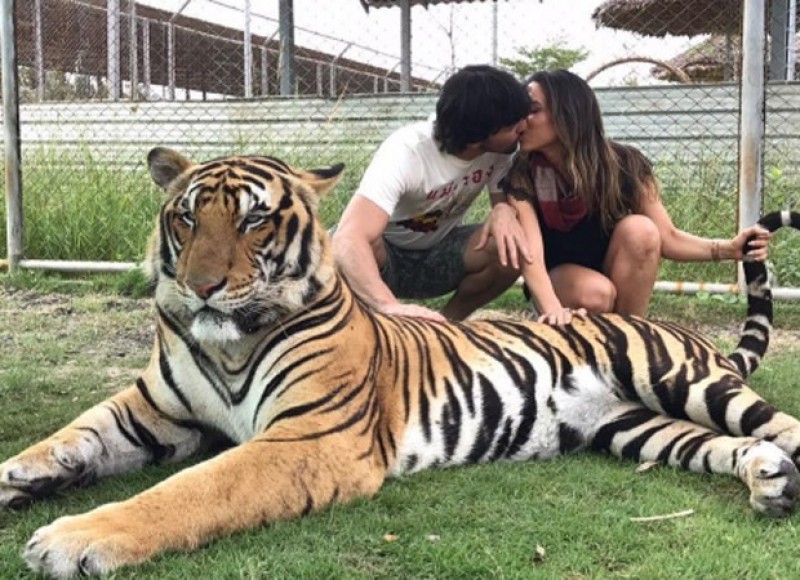 Imagem Ilustrando a Notícia: Patricia Abravanel e o marido posam com tigre e são criticados
