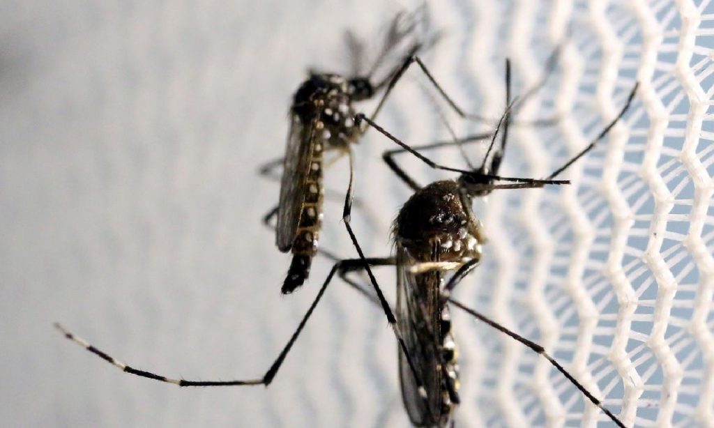 Imagem Ilustrando a Notícia: Mortes por dengue em Goiânia caem 98% no primeiro semestre de 2023