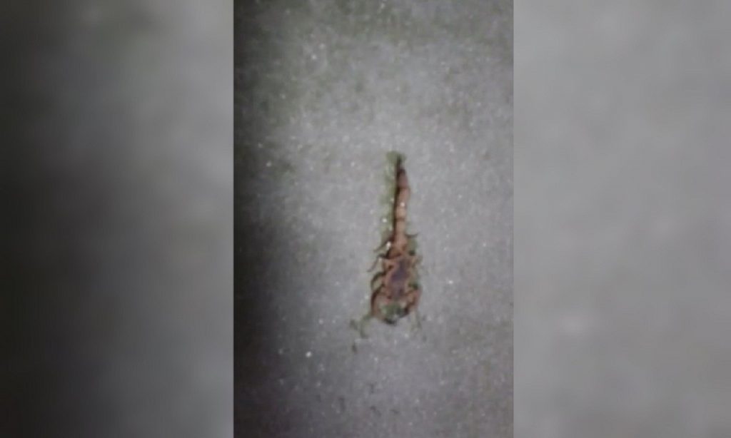 Imagem Ilustrando a Notícia: Escorpião pica paciente dentro de hospital, em Goiânia
