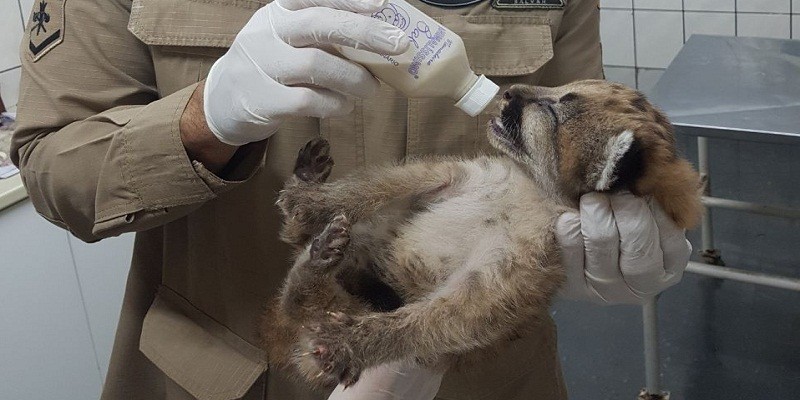 Imagem Ilustrando a Notícia: Filhote de onça parda é encontrado em colheita em Santa Helena