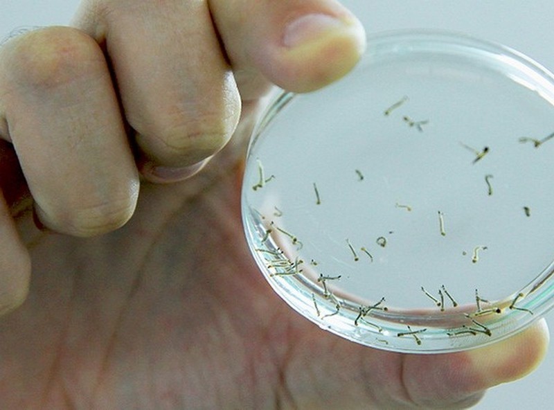 Imagem Ilustrando a Notícia: Ministério da Saúde repassa R$ 30,4 milhões para combate ao Aedes aegypti