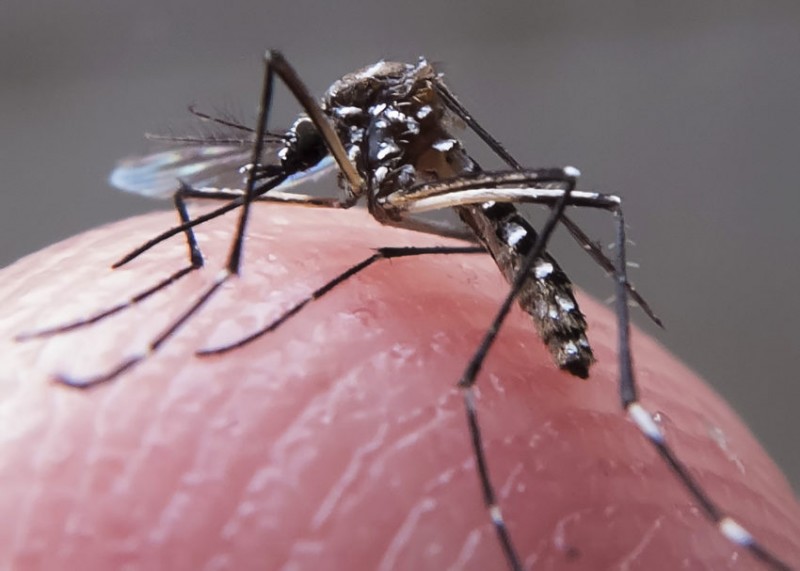 Imagem Ilustrando a Notícia: Brasil poderá ter vacina contra a dengue em 2019