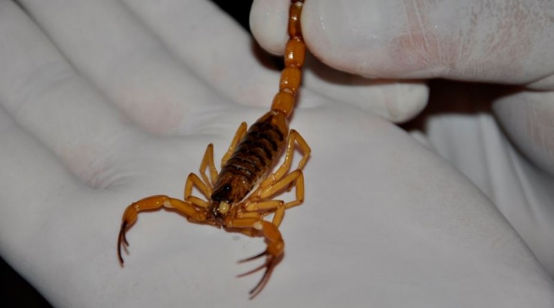 Imagem Ilustrando a Notícia: Conjunto Itatiaia recebe trabalho de prevenção a escorpiões