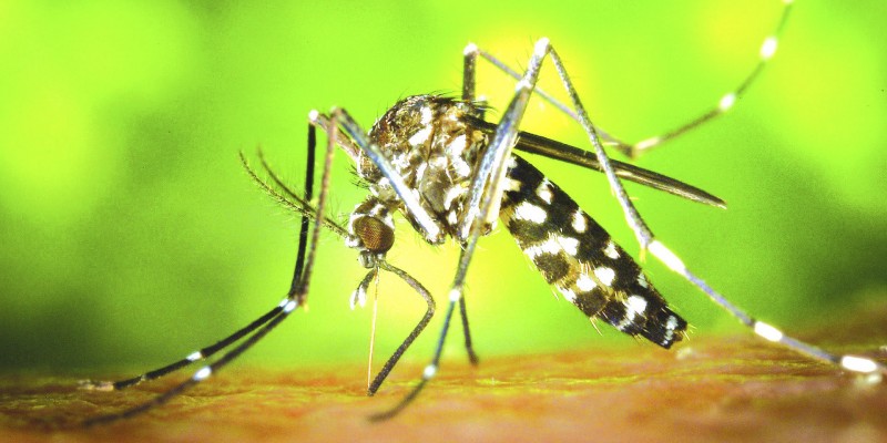 Imagem Ilustrando a Notícia: Goiás já teve 33 mortes por dengue neste ano