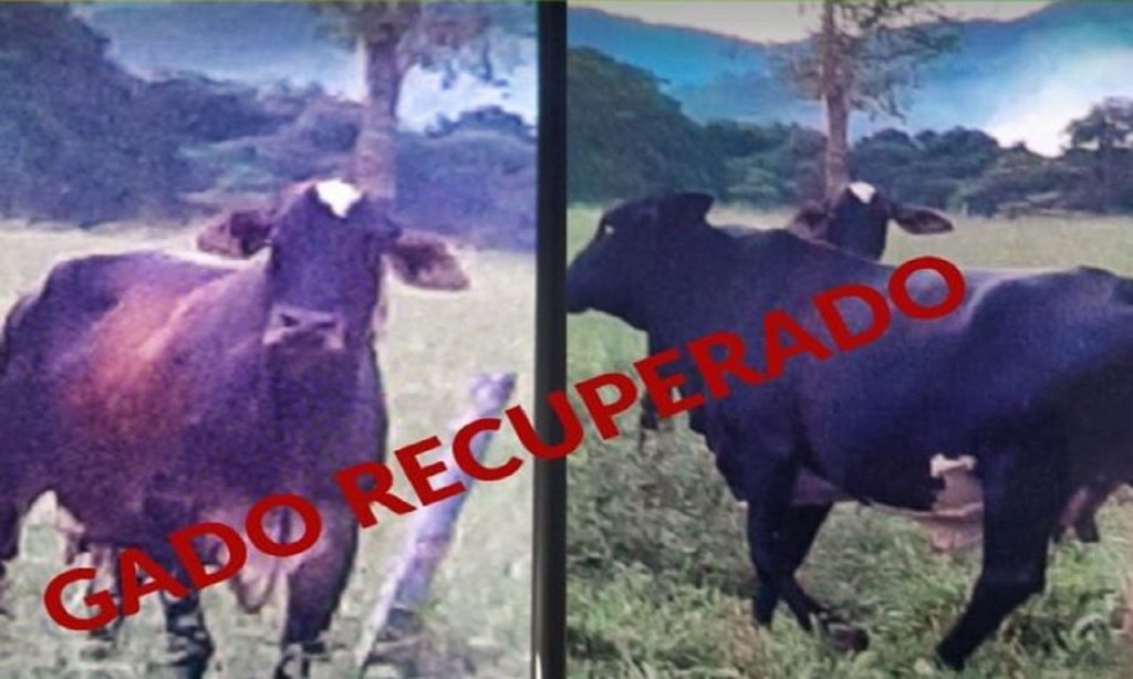 Imagem Ilustrando a Notícia: Grupo é preso suspeito de compor quadrilha especializada no furto de gado