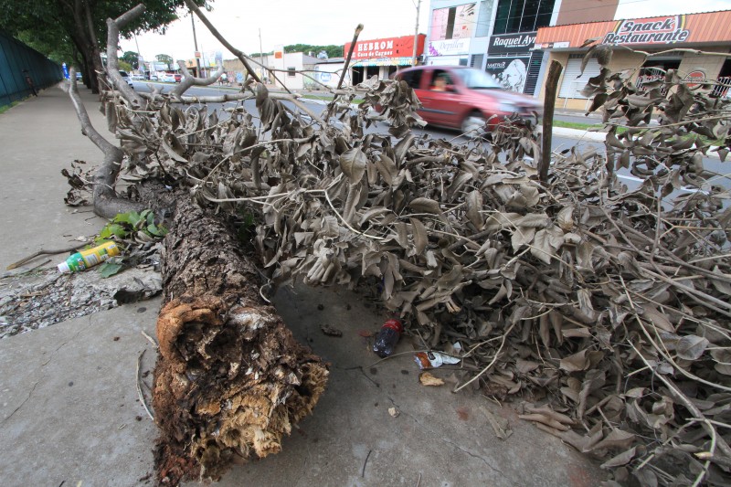 Imagem Ilustrando a Notícia: Uma semana após temporal, árvores permanecem caídas