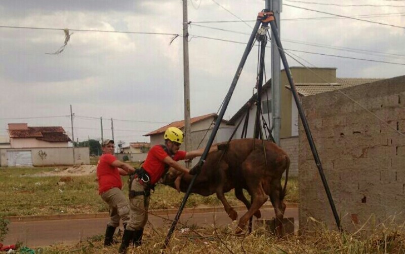 Imagem Ilustrando a Notícia: Vaca é resgatada após cair em buraco em Itaberaí