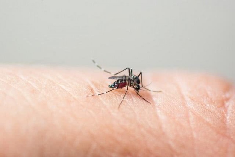 Imagem Ilustrando a Notícia: Utilização de água sanitária é eficaz no combate à larva do Aedes aegypti