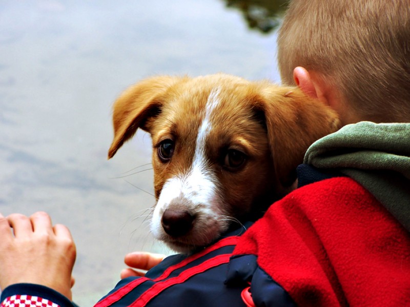 Imagem Ilustrando a Notícia: Evento para adoção de animais ocorre nesse domingo no Passeio das Águas