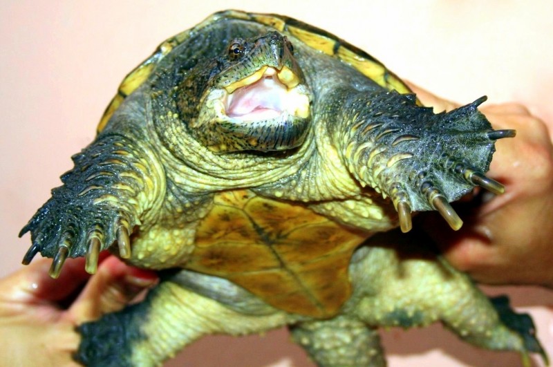 Imagem Ilustrando a Notícia: Casal é preso com 11 tartarugas de espécie em extinção