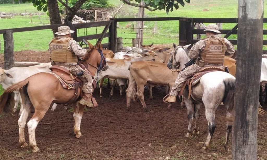 Imagem Ilustrando a Notícia: PM desarticula quadrilha especializada em roubo de gado, em Rio Verde