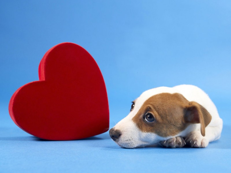 Imagem Ilustrando a Notícia: Prevenir é a melhor medida contra o verme do coração em cachorros