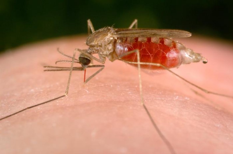 Imagem Ilustrando a Notícia: Malária: quase metade da população global está em risco de contrair doença