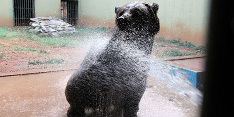 Imagem Ilustrando a Notícia: Zoo de Goiânia  adota medidas para minimizar calor dos animais