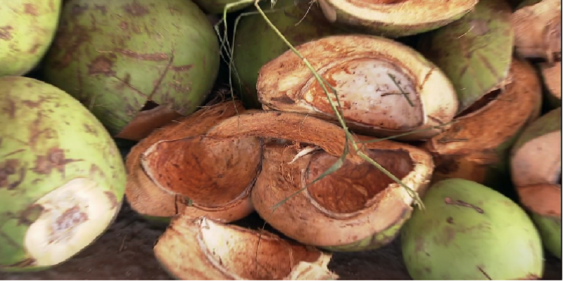 Imagem Ilustrando a Notícia: Casca de coco pode remover agrotóxicos de água, segundo pesquisa