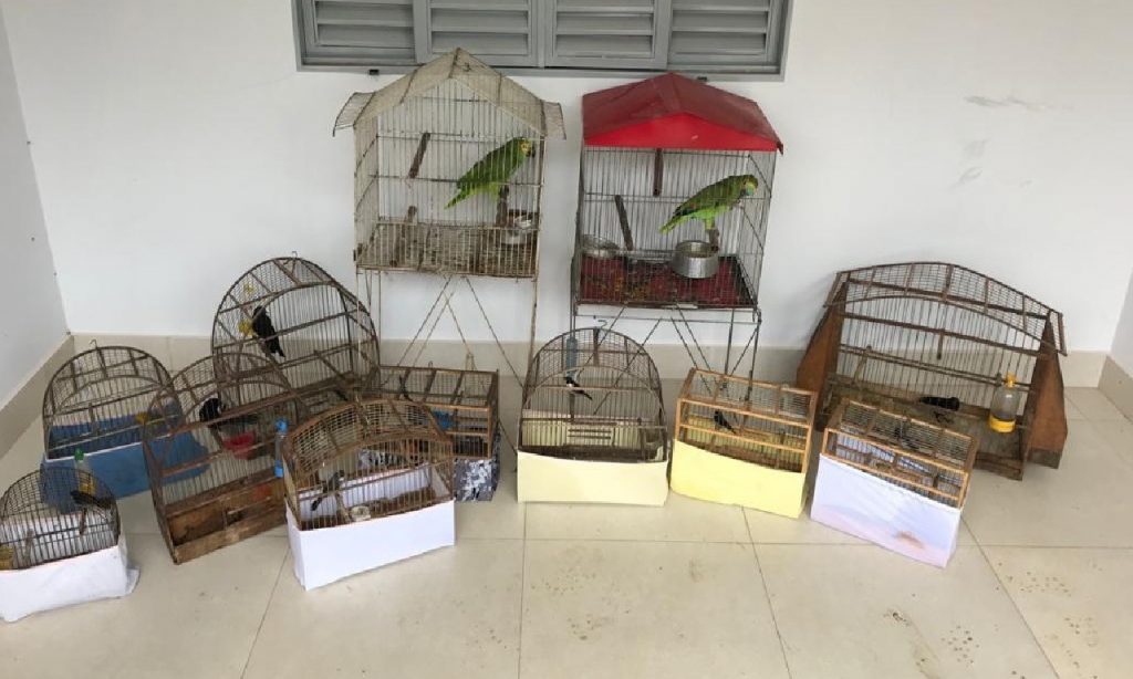 Imagem Ilustrando a Notícia: PC apreende doze pássaros silvestre mantidos em cativeiro, em Inhumas