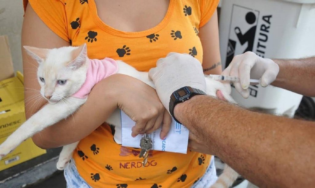 Imagem Ilustrando a Notícia: Vacinação contra a raiva animal começa nesta segunda-feira (14) em Goiânia