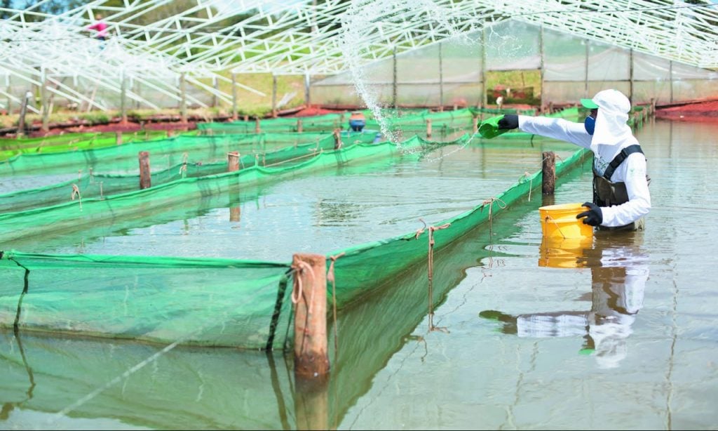 Imagem Ilustrando a Notícia: Goiás está entre os dez maiores produtores de peixe no Brasil