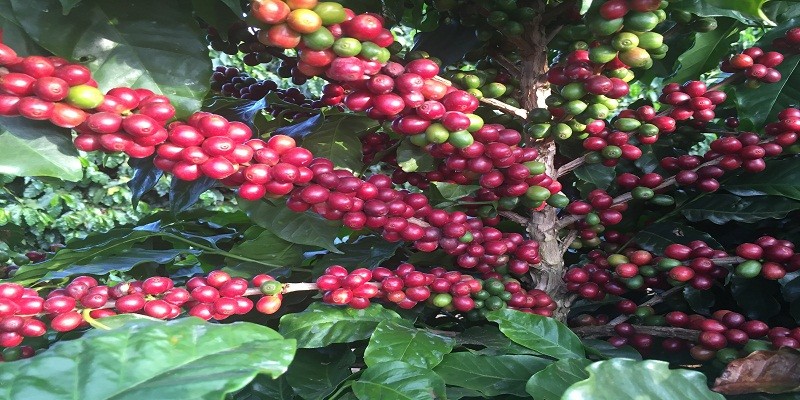 Imagem Ilustrando a Notícia: Fazenda em município goiano produz o 6º melhor café do país