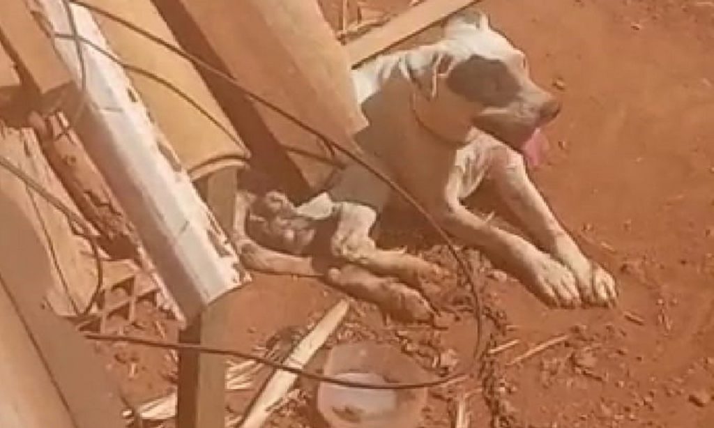 Imagem Ilustrando a Notícia: Cachorro acorrentado é filmado com sede, fome e machucado em Aparecida de Goiânia