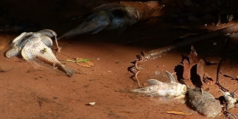 Imagem Ilustrando a Notícia: Agrotóxicos podem ter causado morte de peixes