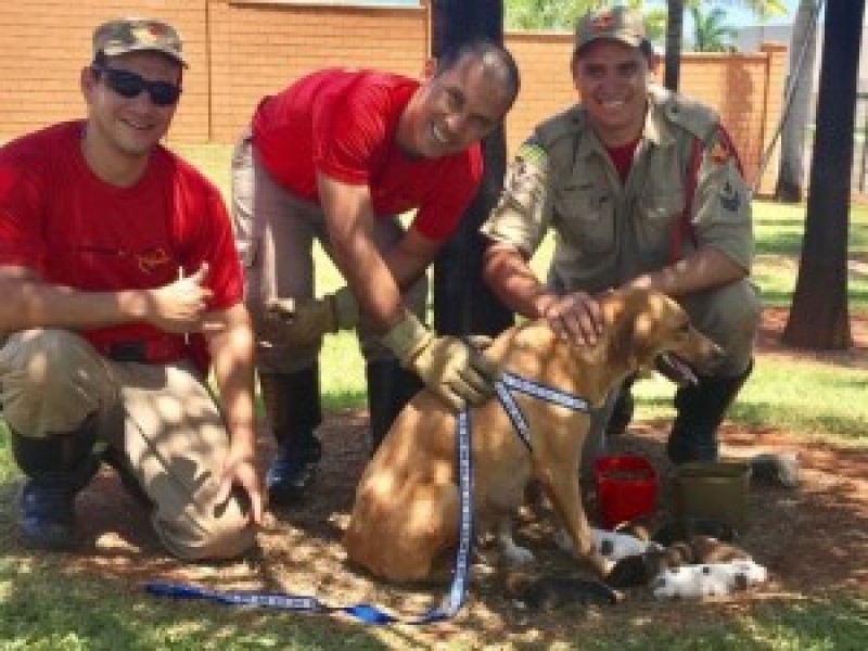 Imagem Ilustrando a Notícia: Bombeiros resgatam cadela e sete filhotes em bueiro