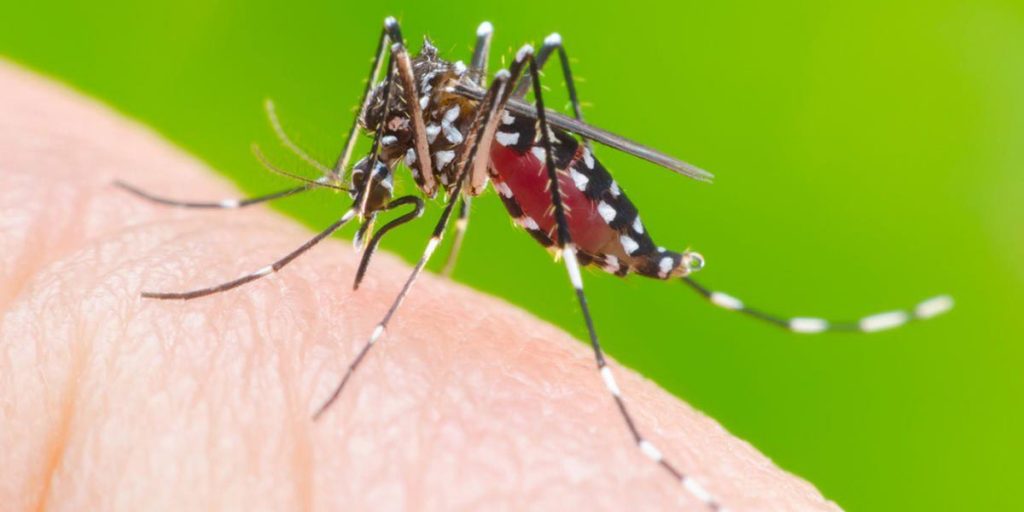 Imagem Ilustrando a Notícia: Água sanitária ajuda a combater o Aedes aegypti