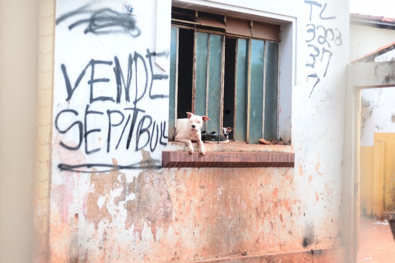 Imagem Ilustrando a Notícia: Dezenove pit bulls vítimas de maus-tratos são resgatados em casa, em Goiânia